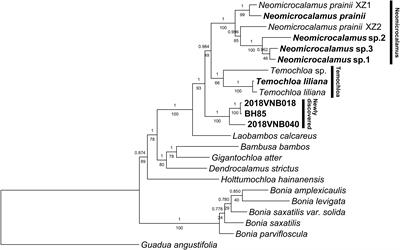 Phylogenomic analyses reveal reticulate evolution between Neomicrocalamus and Temochloa (Poaceae: Bambusoideae)